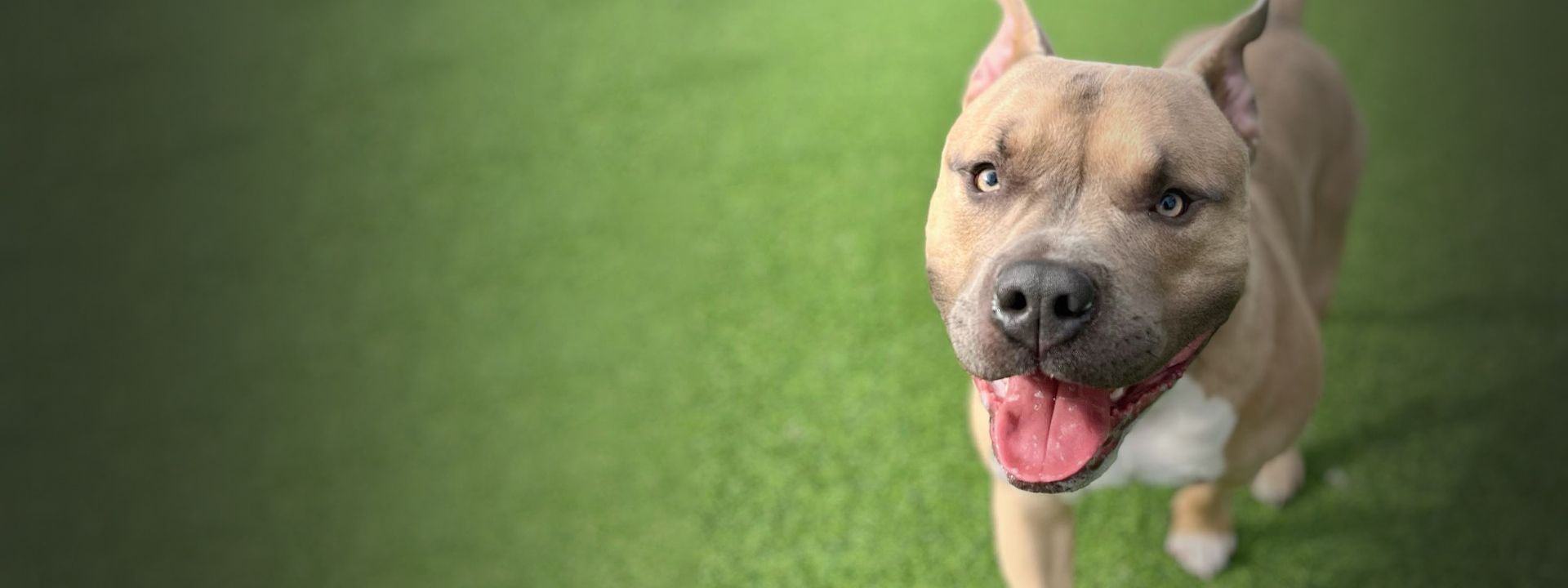 beautiful smiling pitbull dog