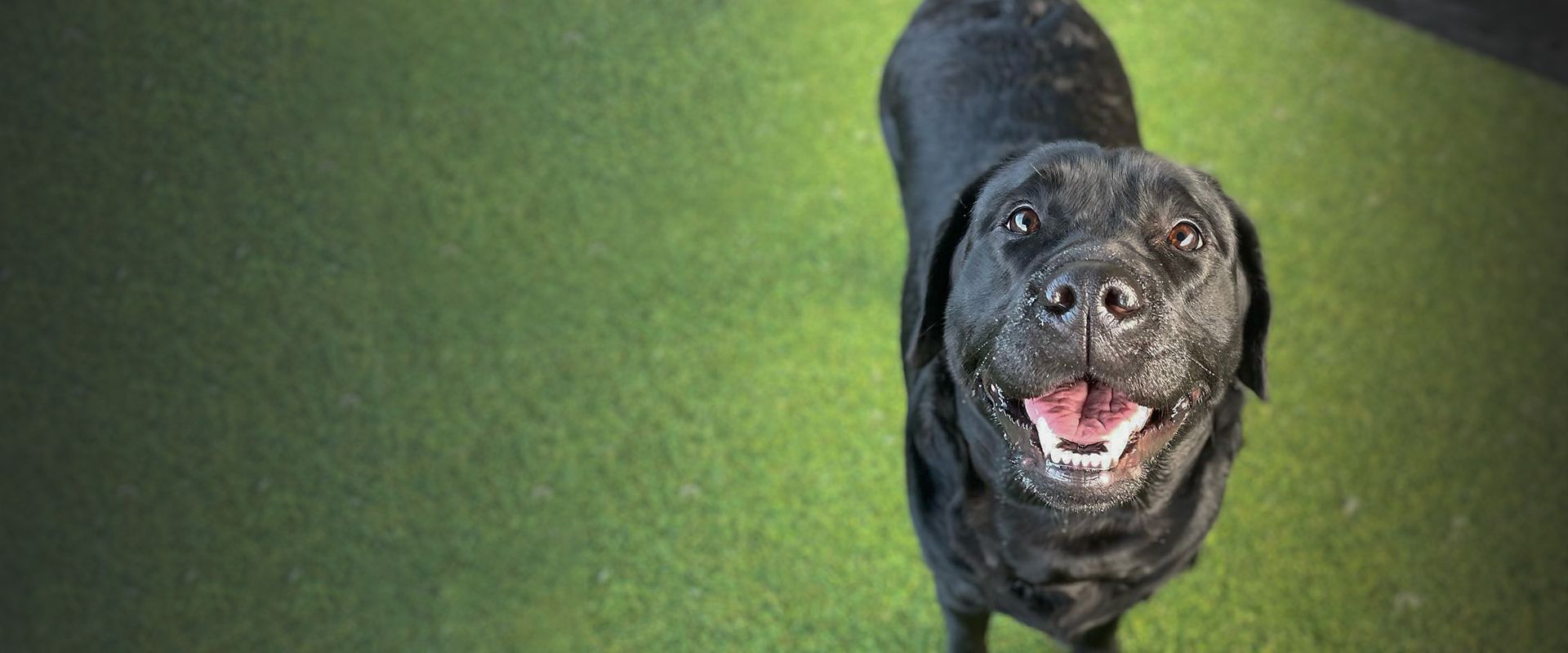 smiling black labrador dog