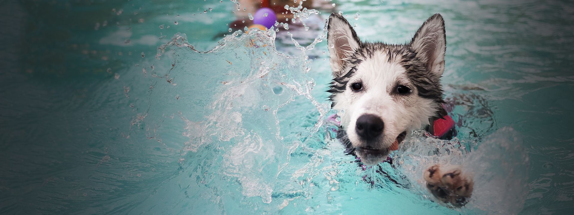husky dog swimming