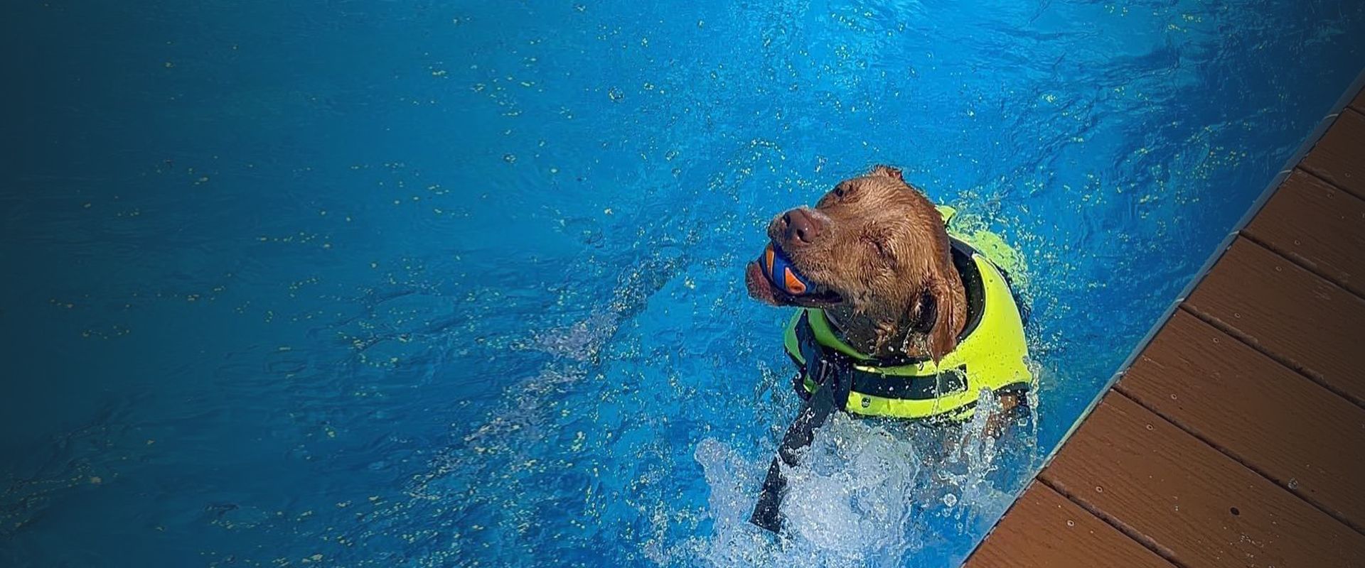 Dog in the pool of wet noses and wagging tail
